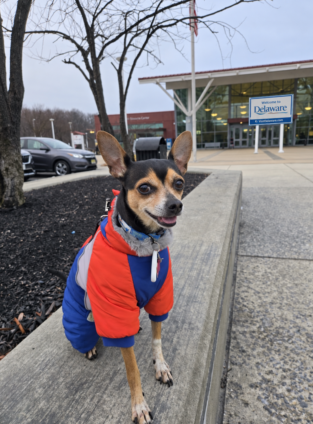 Scout at the Delaware Welcome Center on his first visit to Delaware