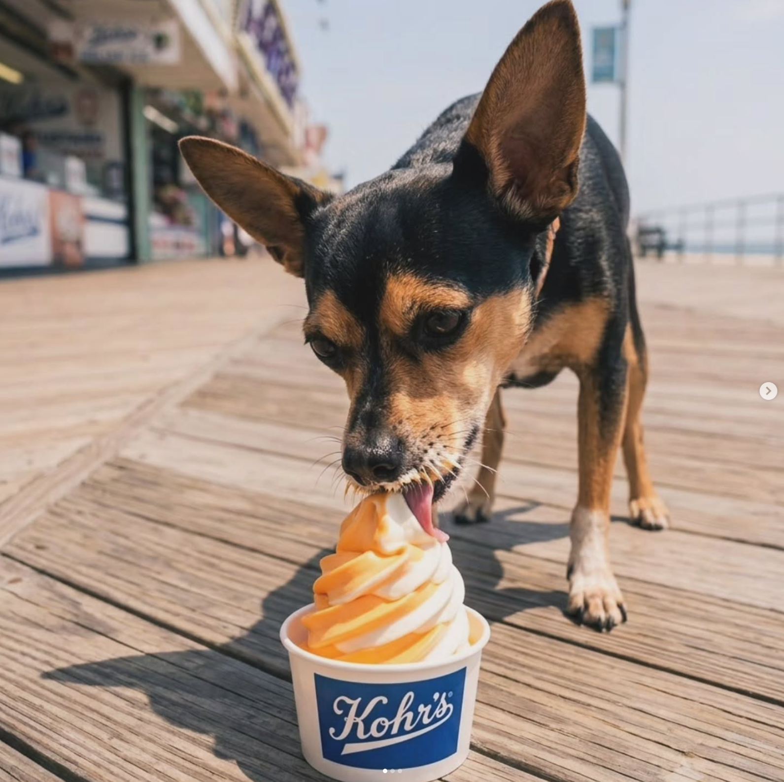 Scout enjoying an orange-and-vanilla frozen treat on the Jersey Shore boardwalk