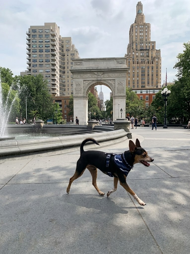 Scout walking beside the fountain with the Washington Square Arch behind him in New York City